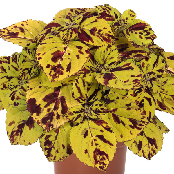 Coleus Stained Glass Window Presidio