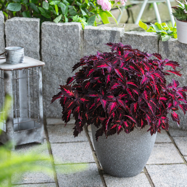 Coleus Stained Glass Window Royalty