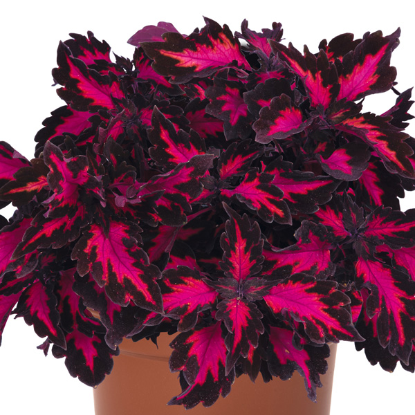 Coleus Stained Glass Window Royalty