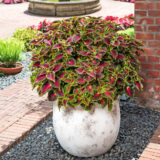 Coleus Stained Glass Window Spacecake P68colsgs - Garden Express Australia