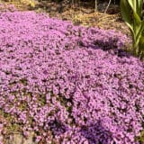 Creeping Pink Thyme