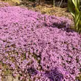 Creeping Pink Thyme P68crepth - Garden Express Australia