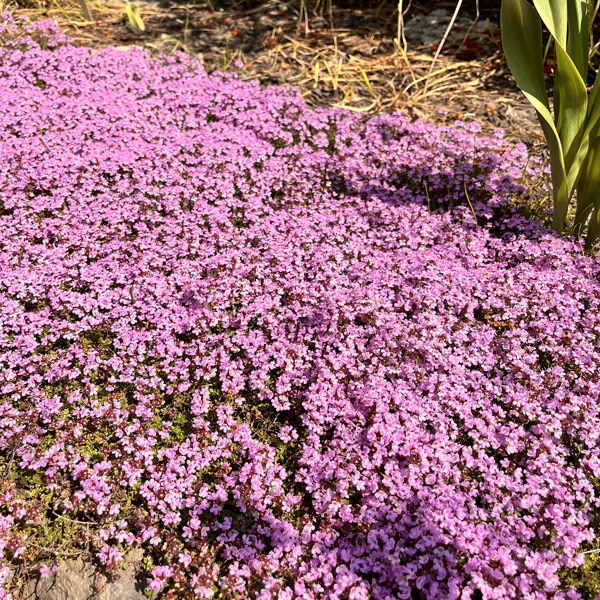 Creeping Pink Thyme