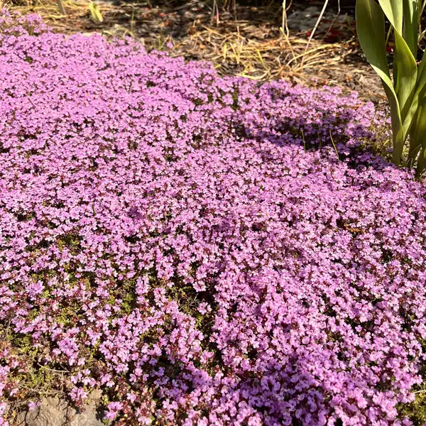 Creeping Pink Thyme Creeping Pink Thyme