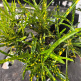 Croton Gold Dust P68crogdu - Garden Express Australia