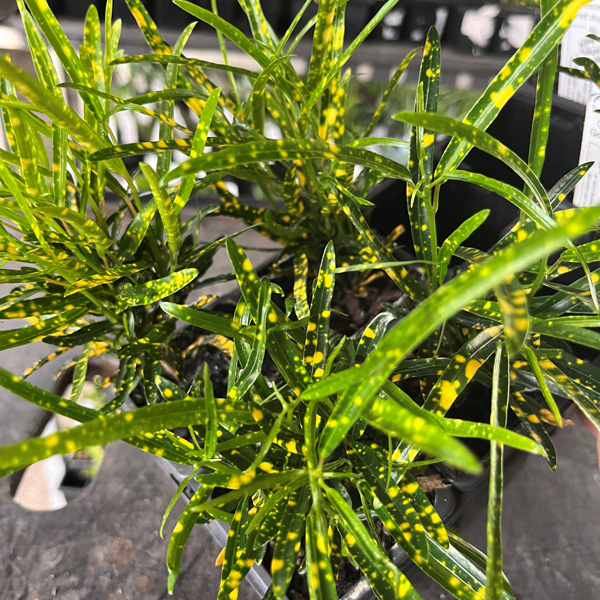 Croton Gold Dust