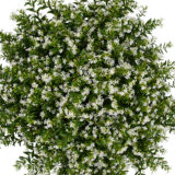 Cuphea Floriglory Maria Cuphea Floriglory Maria