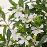 Cuphea Floriglory Maria P14cupfgm - Garden Express Australia