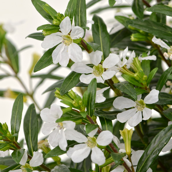 Cuphea Floriglory Maria