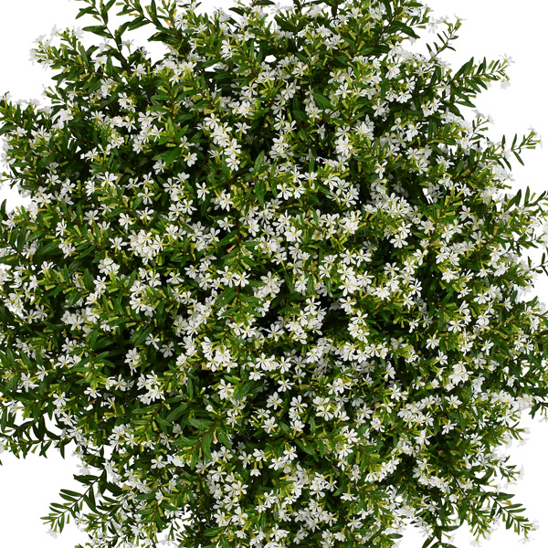 Cuphea Floriglory Maria