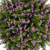 Cuphea Floriglory Sophia Cuphea Floriglory Sophia