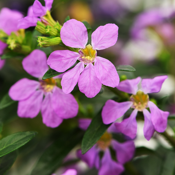 Cuphea Floriglory Sophia Cuphea Floriglory Sophia