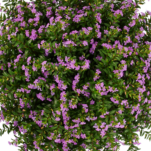 Cuphea Floriglory Sophia Cuphea Floriglory Sophia