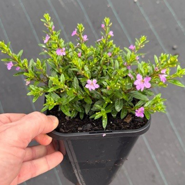 Cuphea Floriglory Sophia Cuphea Floriglory Sophia