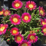 Delosperma Sun Diamond Magenta Delosperma Sun Diamond Magenta