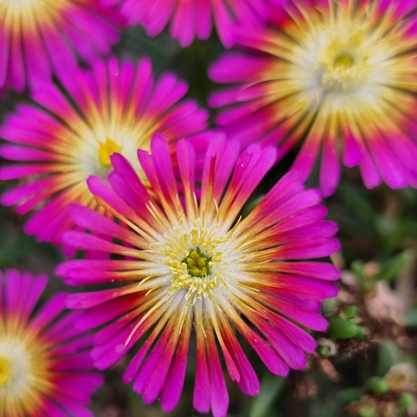 Delosperma Sun Diamond Magenta Delosperma Sun Diamond Magenta