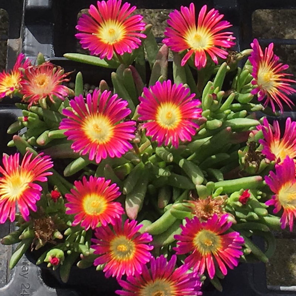 Delosperma Sun Diamond Magenta Delosperma Sun Diamond Magenta