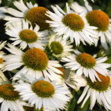 Echinacea White Meditation P14echwmw - Garden Express Australia