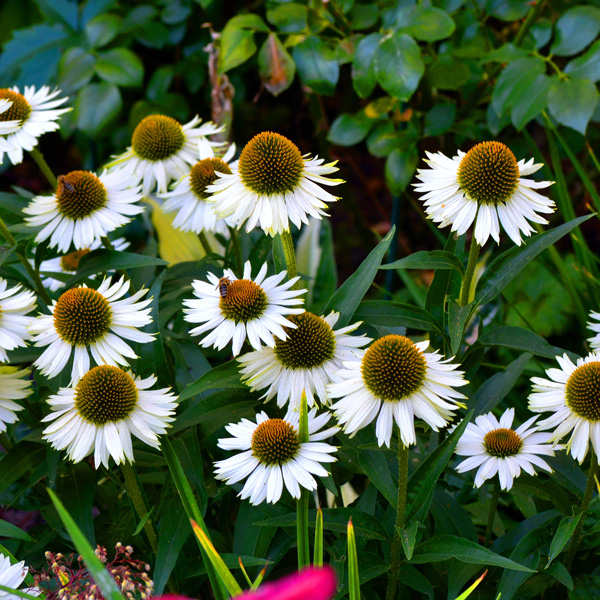 Echinacea White Meditation