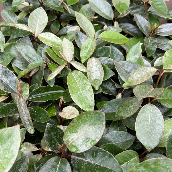 Elaegnus Silverberry Elaegnus Silverberry