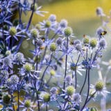Eryngium Sea Holly Dwarf Blue Hobbit
