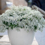 Euphorbia Diamond Star P14eupdst - Garden Express Australia