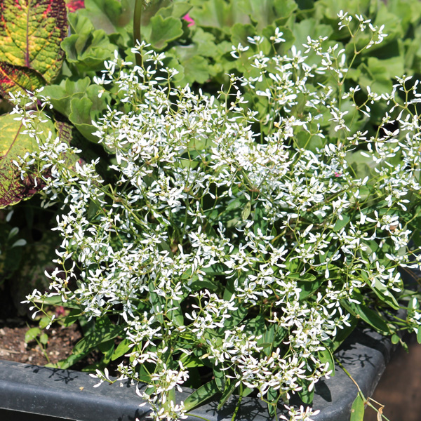 Euphorbia Diamond Star