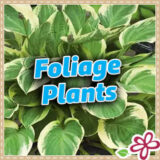 Foliage Plants