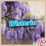 Wisteria 2026