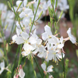 Gaura Gardis White Gaura Gardis White