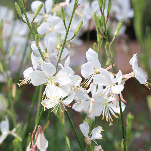 Gaura Gardis White Gaura Gardis White