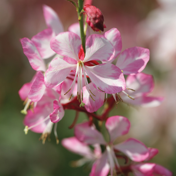 Gaura Gauriella Bicolour