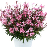 Gaura Steffi Blush Pink P14gausbp - Garden Express Australia