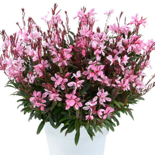 Gaura Gardis White Gaura Gardis White