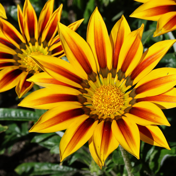Gazania Daybreak Red Stripe