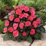 Impatiens Sunpatiens Compact Deep Rose P68sunpcrs 2026 - Garden Express Australia