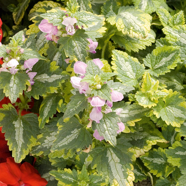 Lamium Anne Greenway