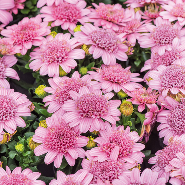 Osteospermum Margarita Double Pink Osteospermum Margarita Double Pink