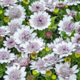 Osteospermum Margarita Double White P68ostmdw - Garden Express Australia