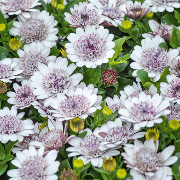 Osteospermum Margarita Double White Osteospermum Margarita Double White
