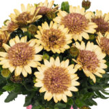 Osteospermum Margarita Double Yellow Osteospermum Margarita Double Yellow