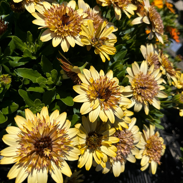 Osteospermum Margarita Double Yellow