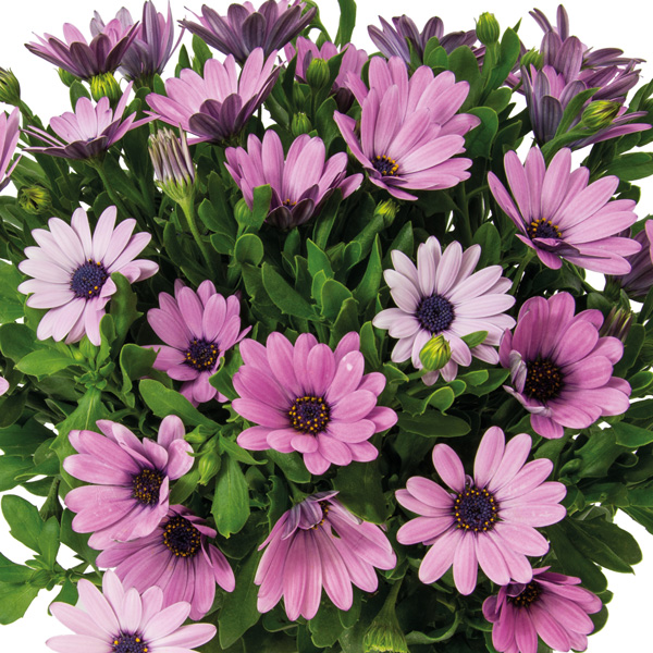 Osteospermum Margarita Plus Lavender