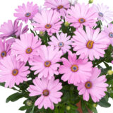 Osteospermum Margarita Plus Pink - Garden Express Australia