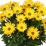 Osteospermum Margarita Plus Yellow Osteospermum Margarita Plus Yellow