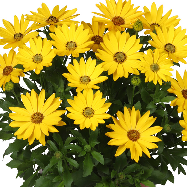 Osteospermum Margarita Plus Yellow