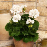 Pelargonium Darkline Clara P14peldcl - Garden Express Australia
