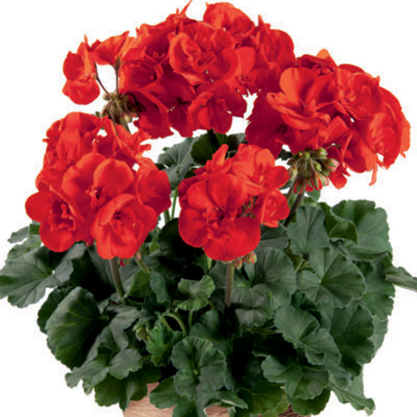 Pelargonium Darkline Violetta Pelargonium Darkline Violetta