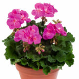 Pelargonium Darkline Violetta P14peldvi - Garden Express Australia