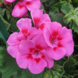 Pelargonium Two In One Hot Pink Splash Pelargonium Two In One Hot Pink Splash